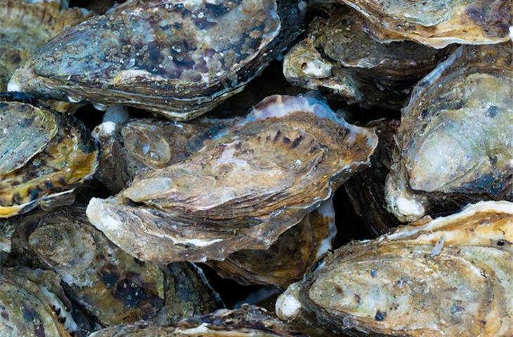 oyster bezel